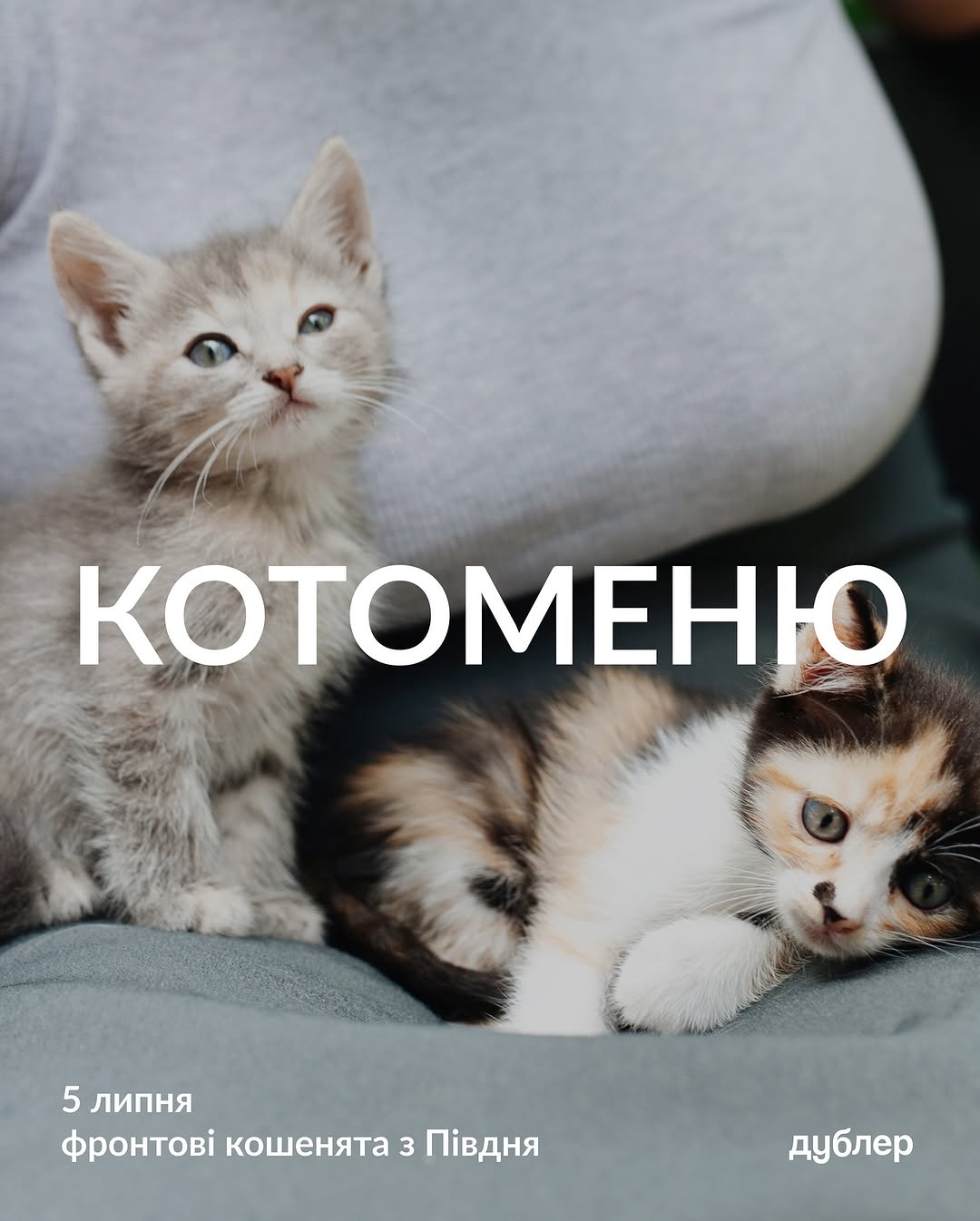 Спеціальне котоменю