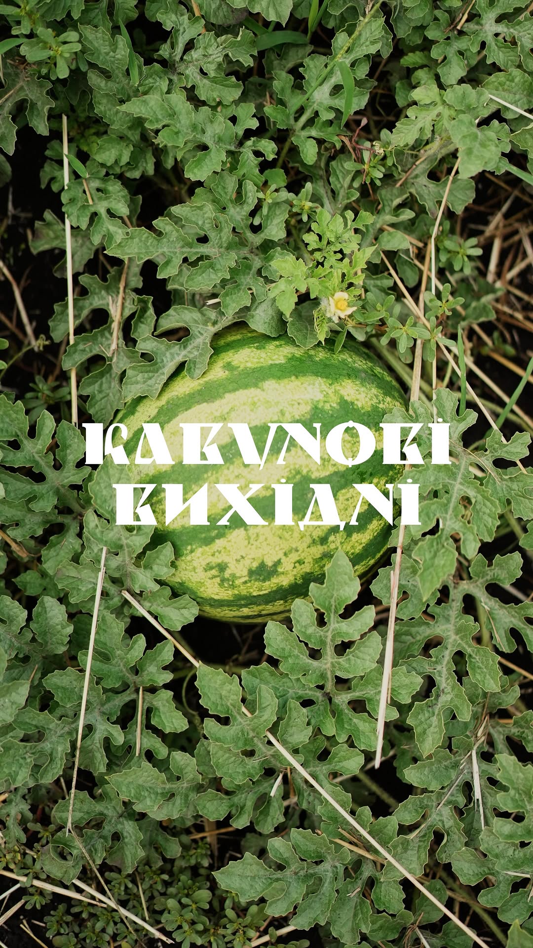 Кавунові вакації