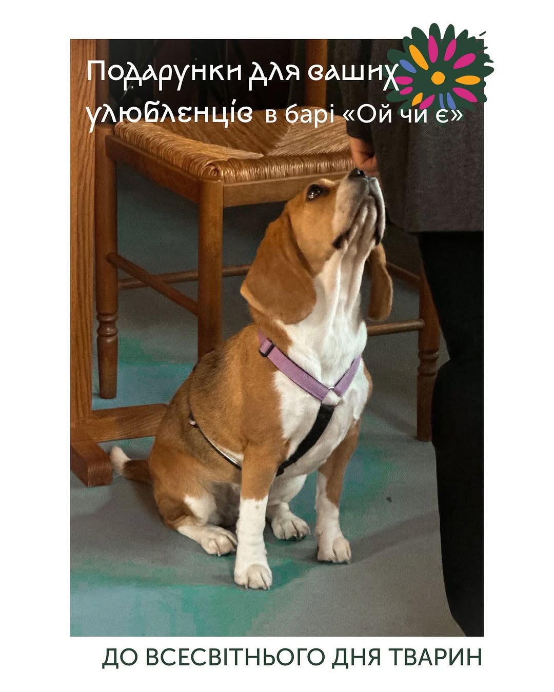 Час для пухнастиків