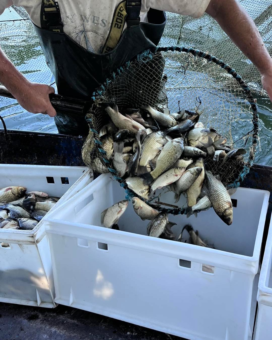 Смаження риби