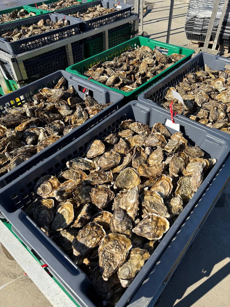 Устричний місяць