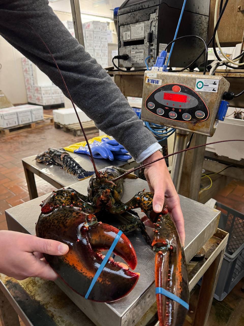 Лобстерний фестиваль