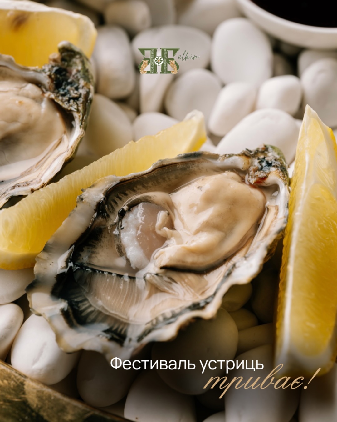 Фестиваль устриць